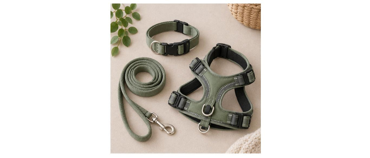 Collars, Leads & Harnesses
