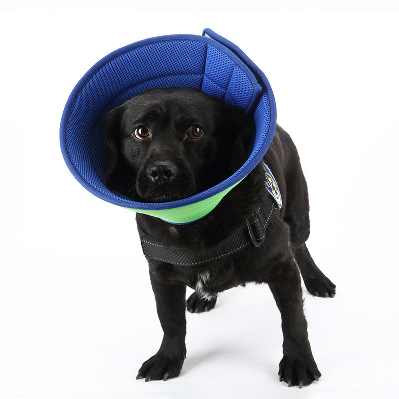 Dog wearing the soft recovery cone