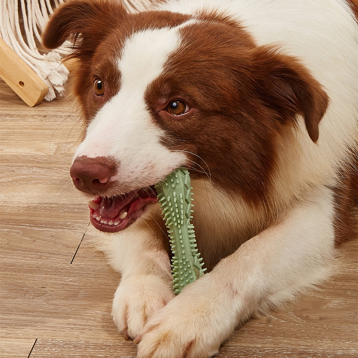 Puppy chewing the textured chew stick