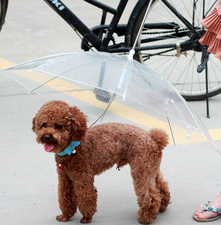 Small dog under the transparent umbrella outdoors