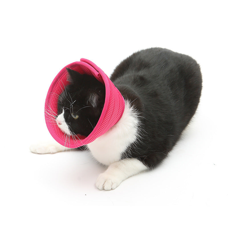 Soft cone on a cat