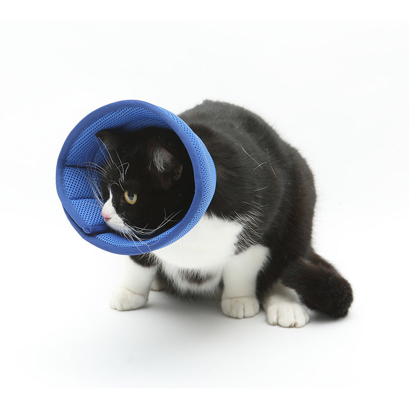 Cat wearing the soft recovery cone