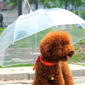 Small dog walking under a clear dog umbrella