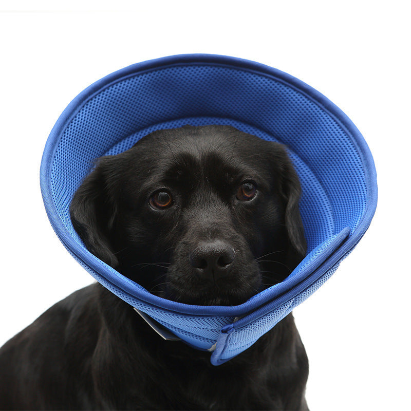 Soft recovery cone on a dog