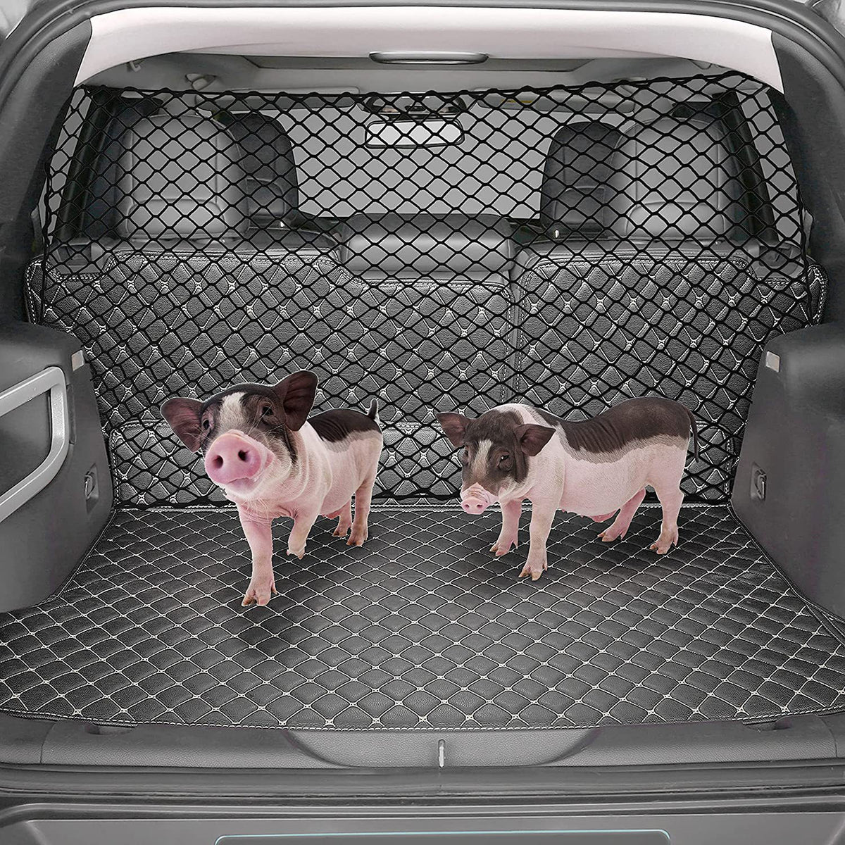 Small dogs in the boot behind the barrier net