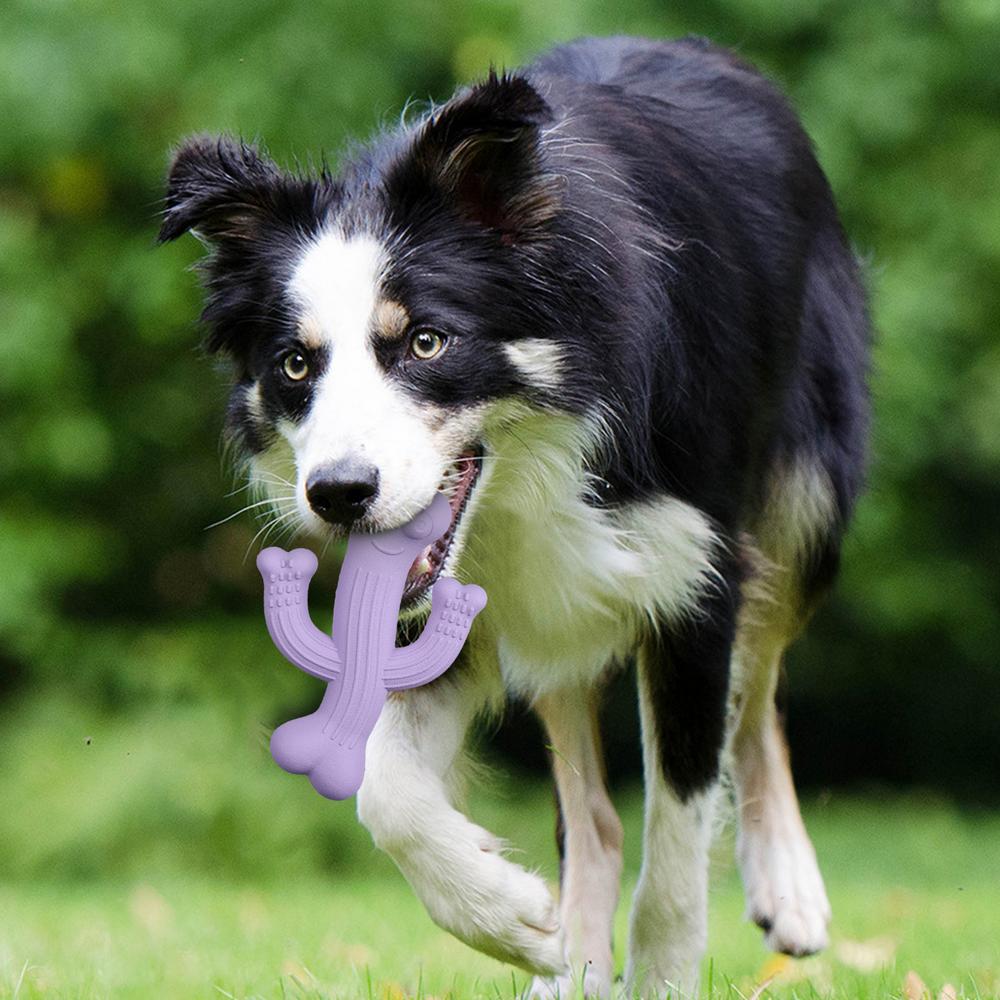 Dog carrying the cactus chew toy