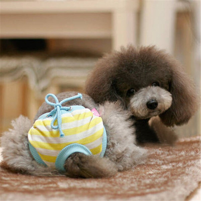 Small dog wearing washable heat pants