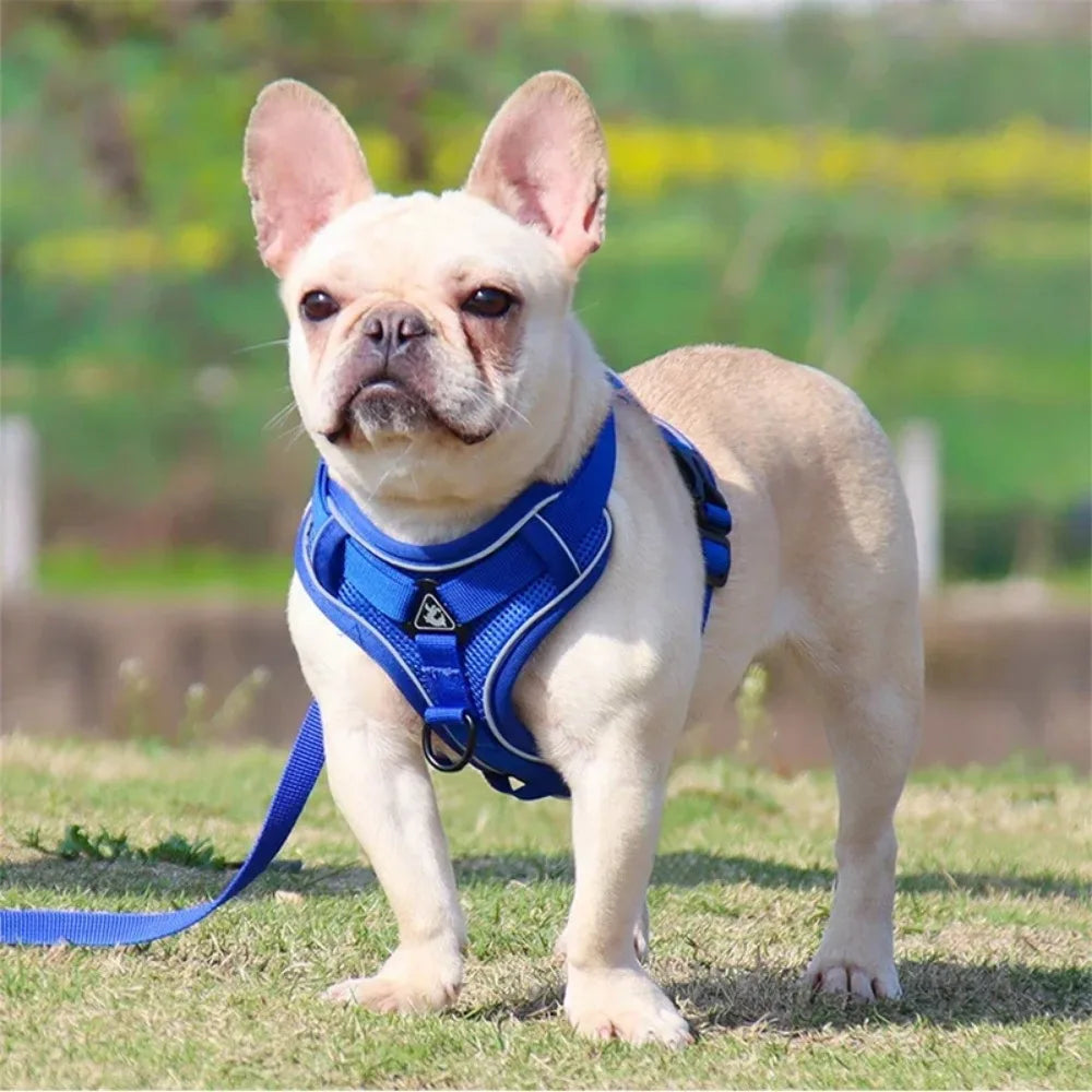 No-Pull Dog Harness & Lead Set